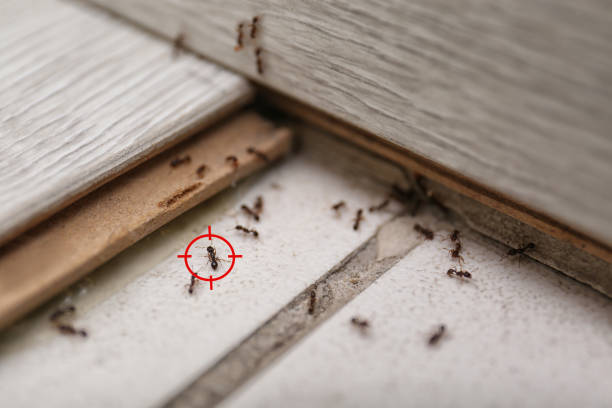 Insect Control in Mukilteo, WA